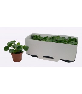 Pilea Ø 13