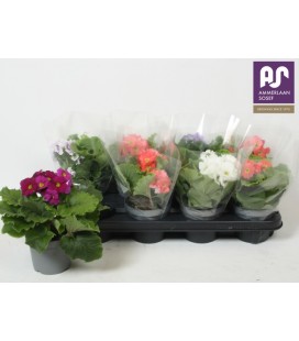 Primevère Obconica Pot de 12