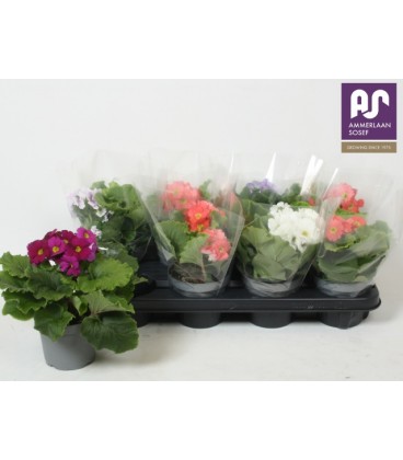 Primevère Obconica Pot de 12