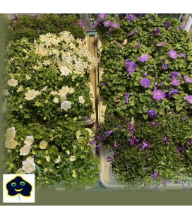 Campanule licht Ø 12