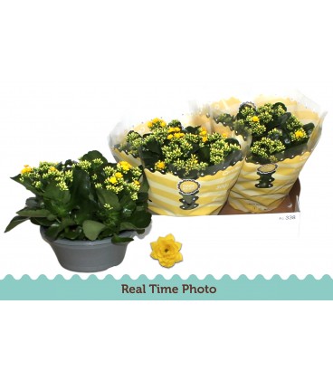 Kalanchoe amarillo yellow Ø 23