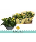 Kalanchoe amarillo yellow Ø 23