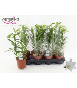 Lys or Miracle Ø 13