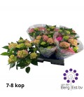 Hortensia Meadow Ø 14
