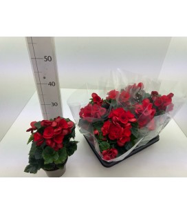 Begonia eliator Ø 13