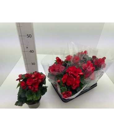 Begonia eliator Ø 13