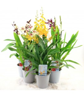 Orchidée mix 2 b Ø 12 h 35