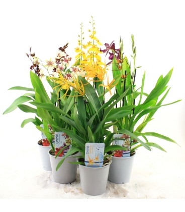 Orchidée mix 2 b Ø 12 h 35
