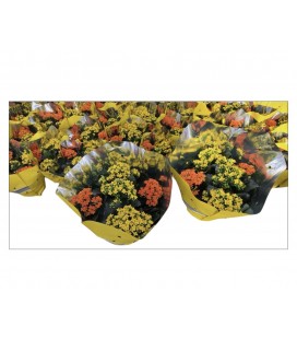 Kalanchoe calandiva coupe duo Ø 23