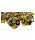 Kalanchoe calandiva coupe duo Ø 23
