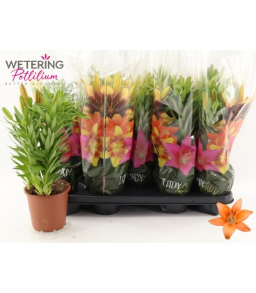 Lys Tiny invader Ø 13