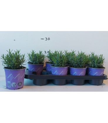 Lavande munstead Ø13