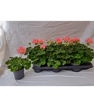 Geranium pelargonium saumon Ø 10.5
