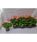 Geranium pelargonium saumon Ø 10.5
