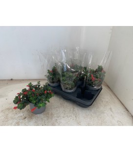 Columnea arguta Ø 13