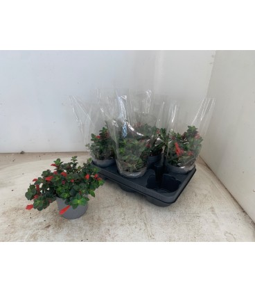 Columnea arguta Ø 13