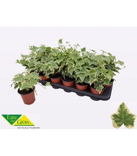 Lierre Goldchild Ø 09