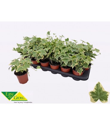 Lierre Goldchild Ø 09