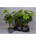 Schefflera Ø 17 h 65