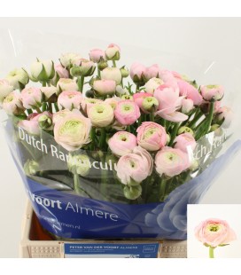 Renoncule el Pink 40 cm