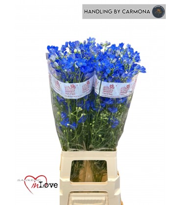 Delphinium Fashion blu 80 cm