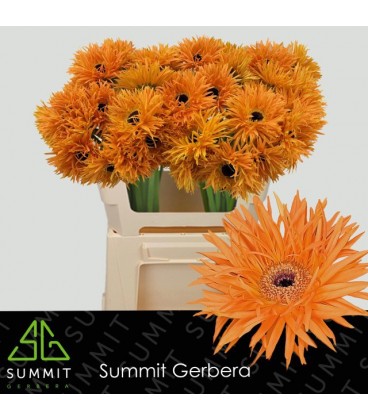 Gerbera Spider Bambu