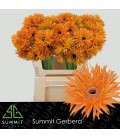 Gerbera Spider Bambu