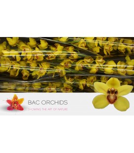 Cymbidium Nevada 80 cm