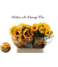 Tournesol Orange Fire 80 cm