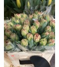 Tulipe double Ov Rose
