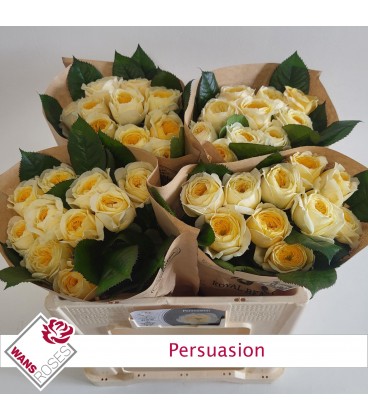 Rose Persuasion 50 Cm