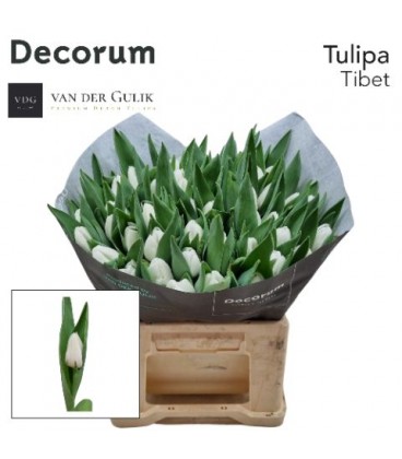 Tulipe Tibet