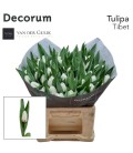 Tulipe Tibet