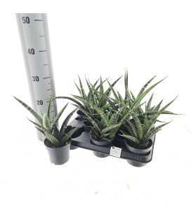 Sanseveria pot de 10