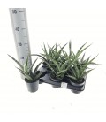 Sanseveria pot de 10