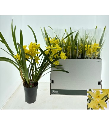 Cymbidium Ov Ø 14 h 75