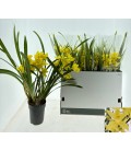 Cymbidium Ov Ø 15 h 60