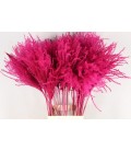 Miscanthus 90 cm Cerise x 10