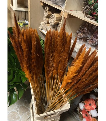 Pampa Silvy orange  la botte