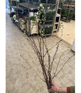 Branchage 80 cm