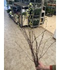 Branchage cerisier 80 cm