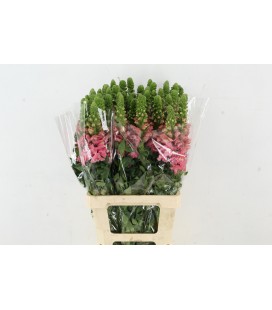 Muflier Potomac Cherry 70 cm