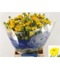 Renoncule Azur Yellow