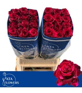 Rose red panther 80 cm
