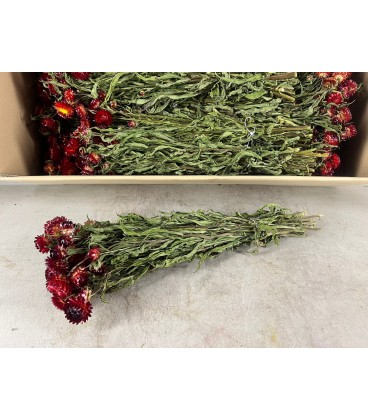 Immortel rouge seche la botte 