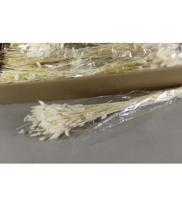 Lagurus stab blanchie 100g 65 cm