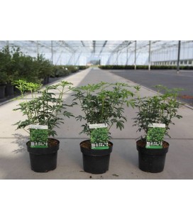 Choisya Greenfinger Ø 19