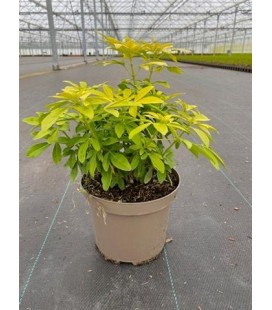 Choisya Sundance Ø19