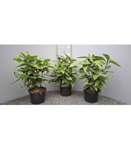 Aucuba Variegata Ø 17