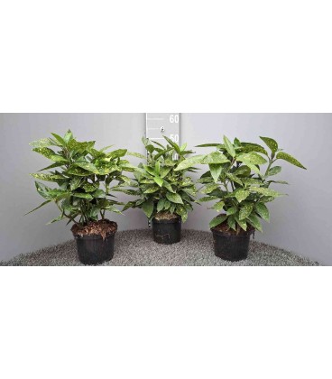 Aucuba Variegata Ø 17